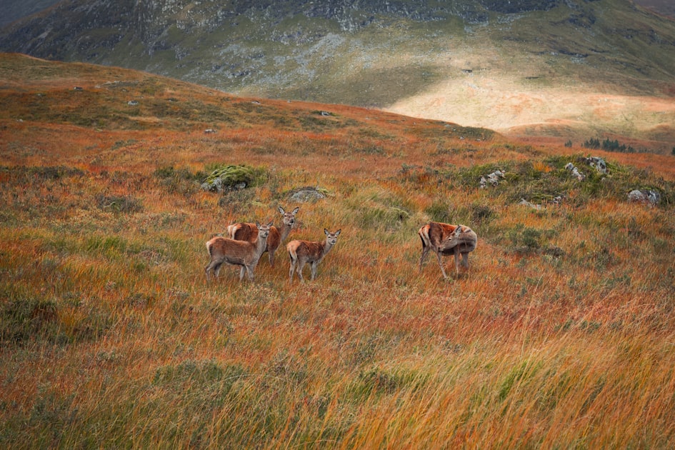Wildlife in Schottland: Hirsche, Adler und Robben